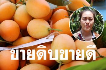 \'ไร่โชคเจริญ\'เปิดเคล็ดลับผลผลิตงามๆ มะยงชิด-มะปรางหวาน..จนไม่พอขาย!