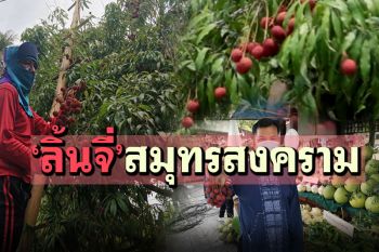 เปรี้ยวหวานอร่อย! \'ลิ้นจี่\'ราชินีผลไม้สมุทรสงคราม เกษตรกรวางขายหน้าสวนสดๆใหม่ๆ