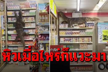 กรี๊ดลั่นร้าน! \'น้องนุช\'บุกเข้าเซเว่น ตะกายขึ้นชั้นไปนอนนิ่งสบายใจ