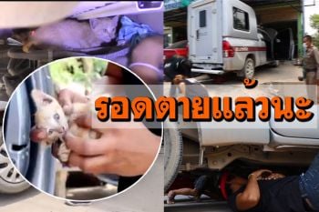 เจ้าของอู่ใจดีมุดใต้ท้องรถ! ช่วย\'ลูกแมวส้ม\'ติดรถตำรวจอ่างทอง (ชมคลิป)