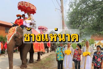 \'ยาย-ย่า\'จัดเต็ม! งานบวชสองหลานชาย ช้าง3เชือกแห่นาค แตรวงครบชุด (ชมคลิป)