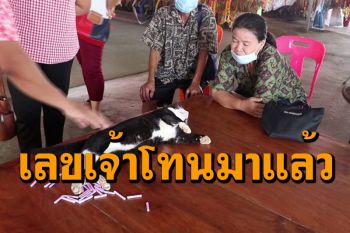มาแล้วเลขแมวใบ้หวย งวดนี้ \'เจ้าโทน\' ให้เลขอะไรคอหวยต้องตามไปส่องดู
