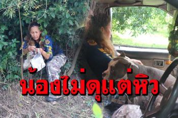 น้องหมาพิทบูล หลงทางซ่อนตัวในป่าริมคลองกลางทุ่งนา สภาพหิวโซ