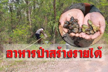 ราคาไม่ธรรมดา! ชาวบ้านกาฬสินธุ์ ‘งมหอย-แหย่ไข่มดแดง’ กิโลละ 500 บาท