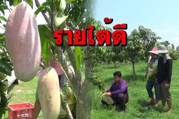 อดีตตำรวจปลูกมะม่วง\'พันธุ์งาช้างแดง-อาทู\'ส่งขายต่างประเทศรายได้ดี