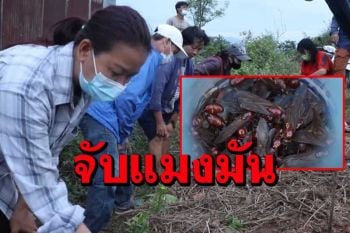 1ปีมีครั้งเดียว! ชาวแพร่ออกจับแมงมันขายได้ราคาสูงกิโลกรัมละเกือบ 2 พัน