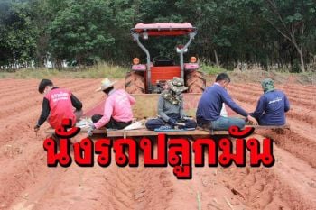 เกษตรกรกาฬสินธุ์ไอเดียเก๋แต่งรถไถไร้คนขับกางร่มปลูกมันได้วันละ20ไร่