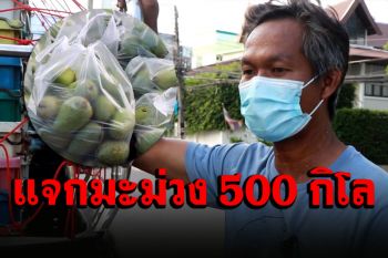 เจ้าของสวนเจอวิกฤตราคามะม่วงตก ไม่ทิ้งนำมาแจกชาวบ้านฟรี 500 กิโล
