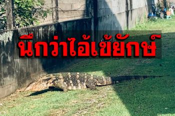 ชาวบ้านผวานึกว่าไข้เข้หลุดจากฟาร์ม แต่มองดีๆ ไหงเป็น ‘น้องเห้’ ไซส์ยักษ์