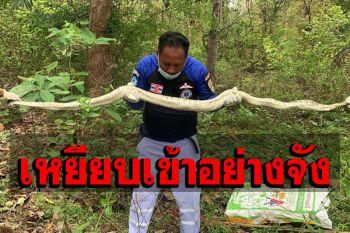 สะดุ้งโหยง! ภารโรงเหยียบโดน ‘งูหลาม’ ขดตัวใต้ต้นมะม่วง