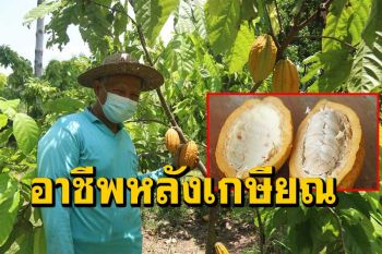 อดีตข้าราชการชลประทานผันตัวเองหลังเกษียณปลูกโกโก้พืชทางเลือกใหม่