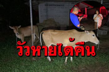 โจรขี้ขลาด! ขโมยวัวกลางดึก เจ้าของระดมญาติตามหา ตกใจทิ้งวัวเผ่นหนี