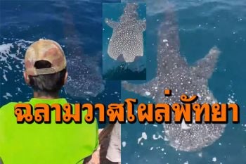 หนุ่มตกปลาตื่นเต้น!  เจอ\'ฉลามวาฬ\'โผล่เกาะไผ่ทะเลพัทยา ว่ายน้ำเล่นข้างเรือ (ชมคลิป)