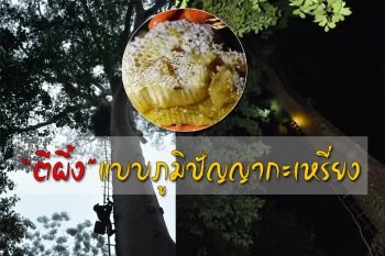ส่องวิธีการ ‘ตีผึ้ง’ ในแบบภูมิปัญญากะเหรี่ยงสยบความดุร้ายอยู่หมัด