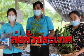 เขาชะงุ้มฯแจกชุดปลูกผัก ปชช.ไว้บริโภคอยู่กับบ้านช่วงโควิดพร้อมส่งทั่วประเทศ