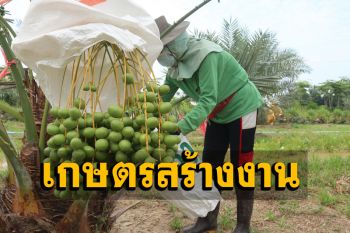 ช่างเสริมสวยกลับบ้านเกิดปลูก ‘อินทผลัม’ สร้างรายได้เป็นแสน