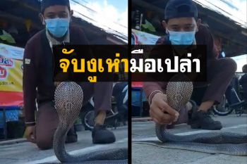หวาดเสียว! หนุ่มอาสาพิทักษ์งูอ่าวลึกจับ ‘งูเห่า’ ด้วยมือเปล่า(คลิป)
