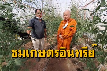 \'หลวงปู่บุญทัน\' พาชมเกษตรอินทรีย์ \'เมล่อน\' สายพันธุ์พอทออเรนท์ปลอดสารพิษ