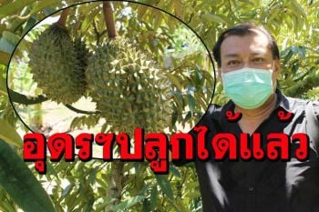 น่าจับตา...‘ทุเรียน’ปลูกได้แล้วที่‘บ้านเหล่าตำแย อุดรธานี’
