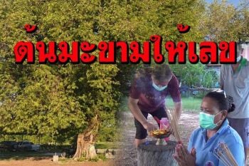 ขอหวยต้นมะขามอายุ 100 ปีหลังเจ้าของรีสอร์ทเคยขอจนถูกรางวัลที่1มาแล้ว