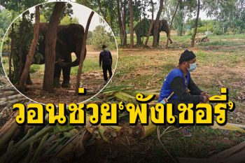 เปิดใจควาญช้าง! \'พังเชอรี่\'ทำร้ายนทท.ดับที่เขาใหญ่ ไร้เงินซื้ออาหาร-พาเข้าป่าหาหญ้ากิน
