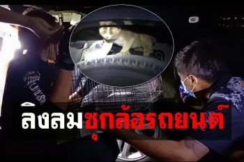 กู้ภัยช่วยจับ‘ลิงลม’แอบซุกล้อรถยนต์ คอหวยไม่พลาดเชื่อมาให้โชค