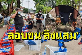 จับหนุ่มสุพรรณฯลอบขน‘ลิงแสม’นับร้อยตัวส่งเขมร ผายปอด-ยื้อชีวิตไม่อยู่ ดับ 13 ตัว