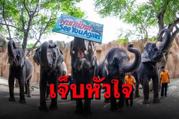 \'สวนเสือศรีราชา\'ทรุดพิษโควิด ประกาศขาย\'ช้าง11เชือก\' รักมากแต่จำใจต้องจาก