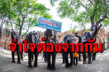 \'สวนเสือศรีราชา\'ประกาศขาย \'ช้างแสนรู้\'ทั้งโขลง 11 เชือก ปิดแผลจากโควิด19