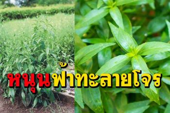 ผู้ว่าฯกาญจน์หนุนใช้ฟ้าทะลายโจรบรรเทาอาการโควิดพร้อมแนะนำวิธีใช้ละเอียดยิบ