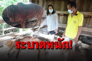 ‘สุรินทร์’ ประกาศกำหนดเขตโรคระบาด ‘ลัมปี สกิน’ หลังพบวัวล้มตายหลายตัว