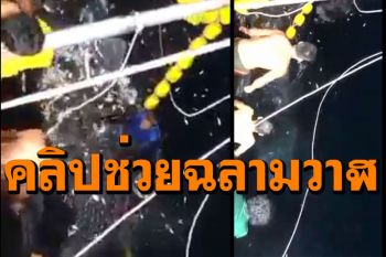 ชมคลิป! ไต๋ก๋งลูกเรือช่วย\'ฉลามวาฬ\'ติดอวนประมง บริเวณเกาะรอก จ.กระบี่