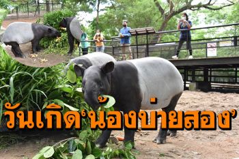 ฉลองวันเกิดครบ1ขวบ! \'น้องบ่ายสอง\' สมเสร็จวัยซนแห่งสวนสัตว์เปิดเขาเขียว