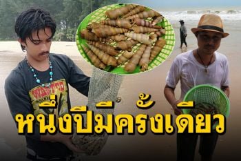 ชาวบ้านเก็บ ‘หอยหลักไก่’ นำไปปรุงอาหาร ขายสร้างรายได้วันละ 500 บาท