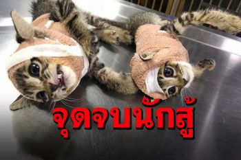 น่าสงสารแท้! จุดจบเหมียวนักสู้ รุมกัดกับหมา สุดท้ายได้เฝือกมาคนละอัน