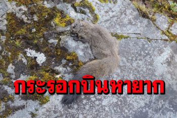 จีนพบ‘กระรอกบินหายาก’2สายพันธุ์ในทิเบตและยูนนาน (ชมคลิป)