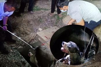 กู้ภัยสัตหีบ! ช่วยเหลือ\'สุนัขพิทบูล\'ตกท่อระบายน้ำ เจ้าของประกาศตามหานานหลายวัน