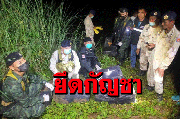 ทหาร-ตร.-ฝ่ายปกครองมุกดาหารสนธิกำลังยึดกัญชากว่า 400 กิโล