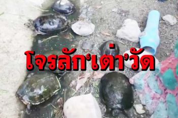 โจรใจบาปลัก‘เต่า’วัดเสม็ด บางตัวอายุกว่า100 ปีอันตรธานเกลี้ยงบ่อ