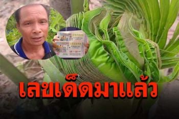 โชคใหญ่ต้องมาแล้ว! ต้นมะพร้าวหน้าตาแปลก ชาวบ้านไม่พลาดแห่ส่องเลขเด็ด