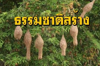 ของขวัญจากธรรมชาติ! นกกระจาบสร้างรังบนต้นมะขามกว่า 50 รัง