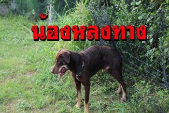 ตามหาเจ้าของ สุนัข\'โดเบอร์แมน\'หลงทางติดตาข่ายข้างศูนย์พัฒนาเด็กเล็กวัดต้นสน
