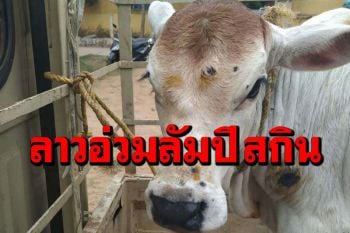 ‘โรคลัมปี สกิน’ระบาดหนักในลาว ‘วัว-ควาย’ติดเชื้อกว่าหมื่นตัว