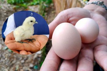ไอเดียเจ๋ง!‘ผู้ว่าฯสิงห์บุรี’ตั้งธนาคาร‘ไก่ดำภูพาน’ เสริมรายได้เพิ่มให้เกษตรกร