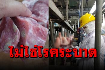 กรมปศุสัตว์แจง ‘ฝีหนองในเนื้อหมู’ เกิดจากการอักเสบไม่ใช่โรคติดต่อสู่คน