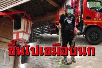 ลุ้นระทึกกู้ภัยสาวอ่างทองขึ้นรถกระเช้าจับงูเหลือมซ่อนตัวบนซุ้มประตูทางเข้ารีสอร์ท