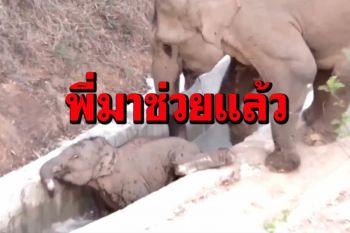 ฮีโร่ของหนู! พี่ช้างตัวใหญ่รีบปรี่ช่วย‘ลูกช้าง’ตัวน้อยพลัดตกคูน้ำ (ชมคลิป)