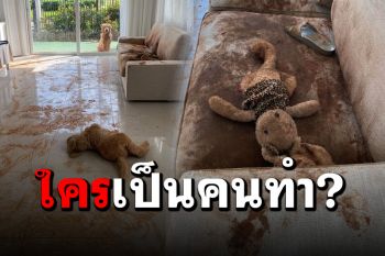 เจ้าของบ้านถึงกับขอลางาน! เมื่อตื่นมาเจอผลงานชิ้นโบว์แดงของน้อง ‘โกลเด้น’