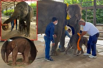 สวนนงนุชรับขวัญช้างน้อย! \'พลายนพเก้า\'แข็งแรงน่ารัก เชือกที่99เป็นเลขมงคล