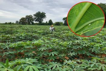 นักวิชาการเกษตรมหิดล แนะวิธีสังเกตอาการโรคใบด่างมันสำปะหลัง